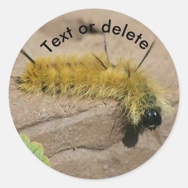 Dagger Moth Caterpillar Nature Personalized Classic Round Sticker (Front)