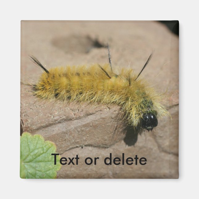 Dagger Moth Caterpillar Nature Personalized Magnet (Front)