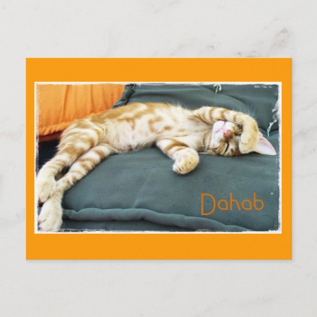 Dahab Cat Daze Postcard (Front)