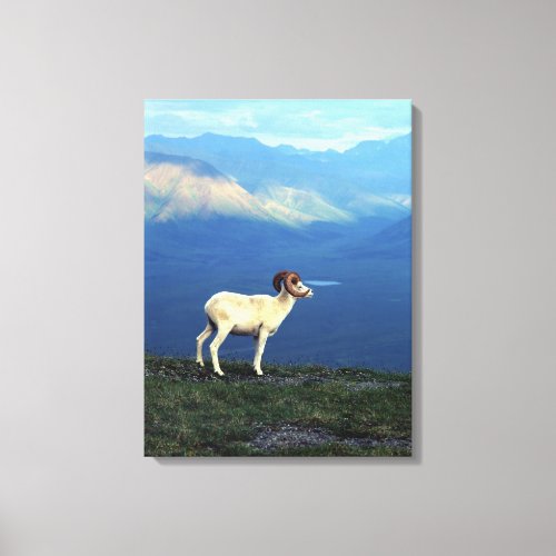 Dahl ram standing on grassy ridge mountains canvas print