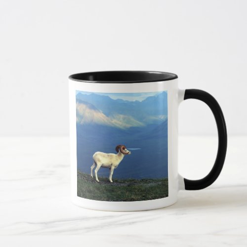 Dahl ram standing on grassy ridge mountains mug