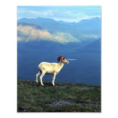 Dahl ram standing on grassy ridge mountains photo print