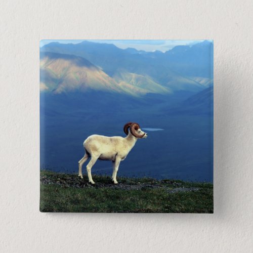 Dahl ram standing on grassy ridge mountains pinback button