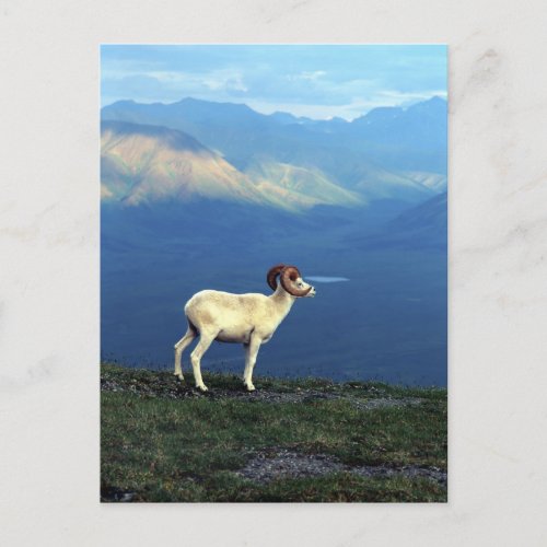Dahl ram standing on grassy ridge mountains postcard