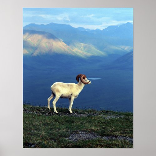 Dahl ram standing on grassy ridge mountains poster