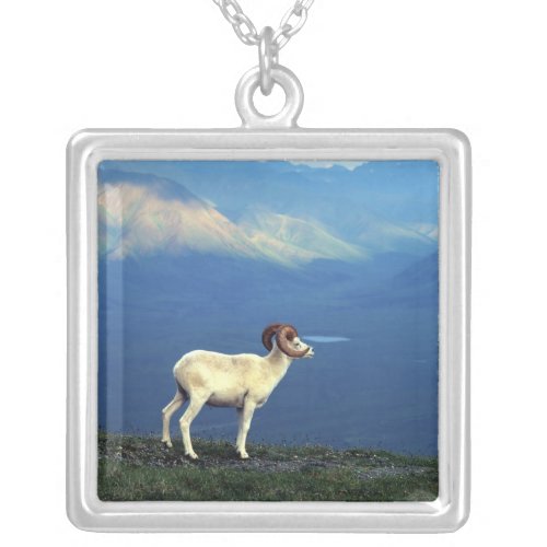 Dahl ram standing on grassy ridge mountains silver plated necklace