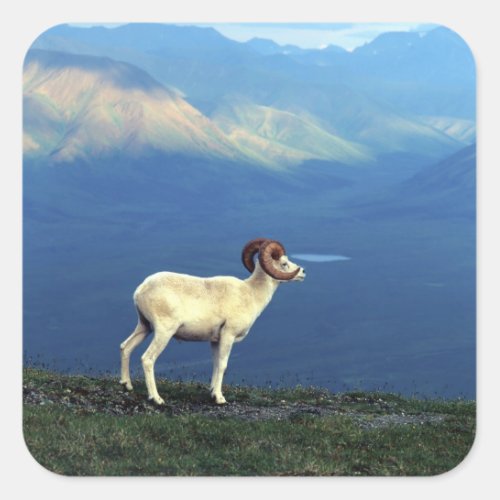Dahl ram standing on grassy ridge mountains square sticker