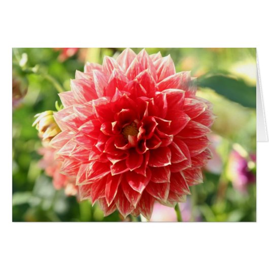 Dahlia (Front Horizontal)