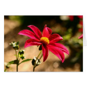 Dahlia (Front Horizontal)