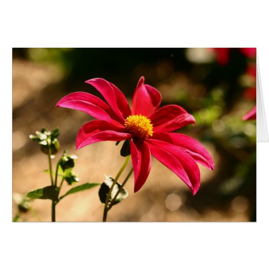 Dahlia (Front Horizontal)