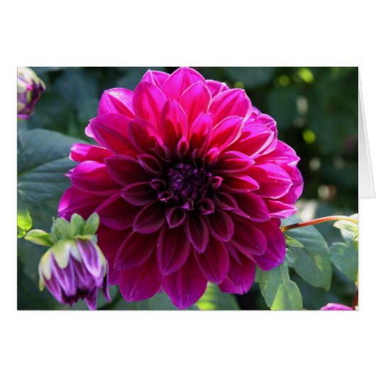 Dahlia (Front Horizontal)