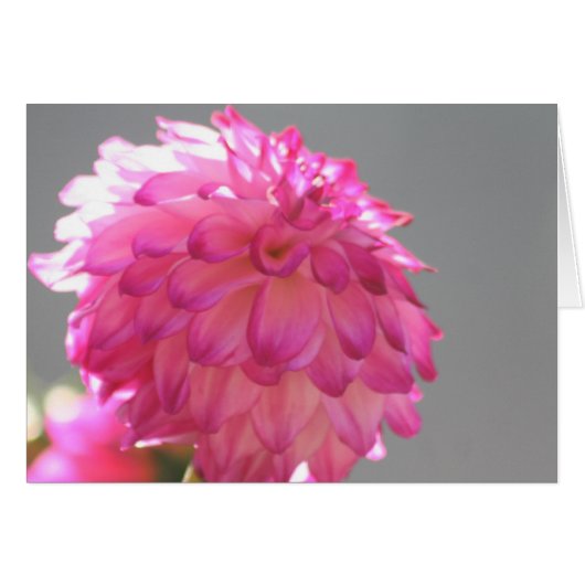 Dahlia 1 cards (Front Horizontal)