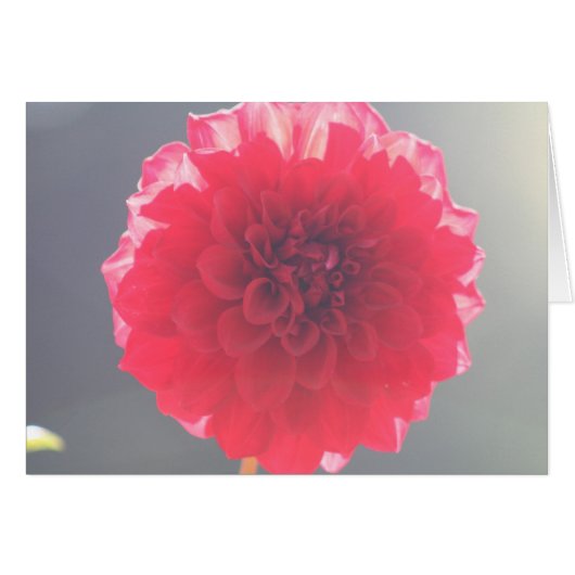Dahlia 2 cards (Front Horizontal)