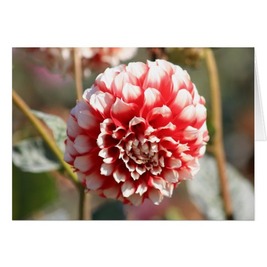 Dahlia 3 cards (Front Horizontal)