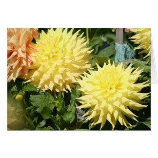 Dahlia 4 cards