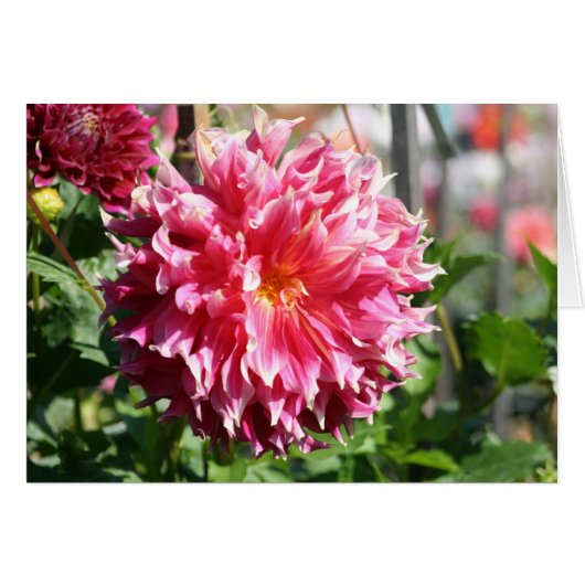 Dahlia 5 cards (Front Horizontal)