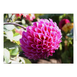 Dahlia 6 cards