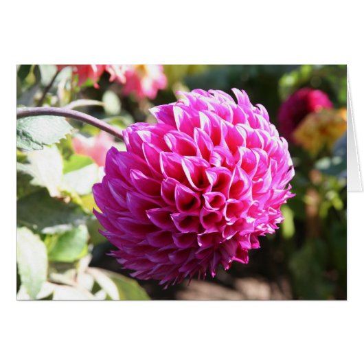 Dahlia 6 cards (Front Horizontal)
