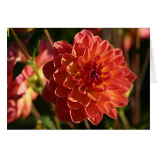 Dahlia A-2 Cards