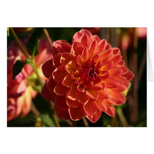 Dahlia A-2 Cards (Front Horizontal)