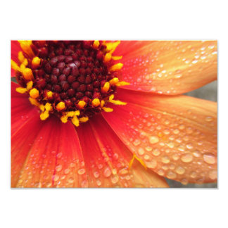 Dahlia After Rain 14x10 Photo Print