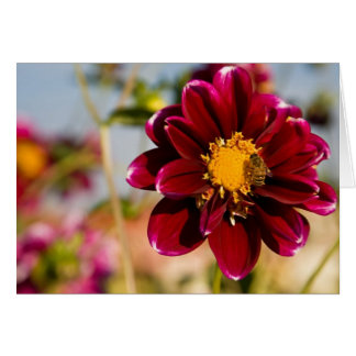 Dahlia, Baby Red Cards