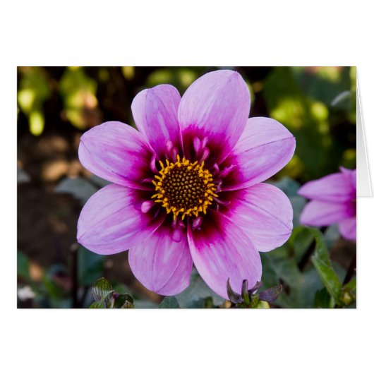 Dahlia, Bee Happy Cards (Front Horizontal)