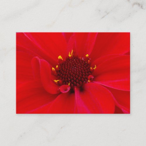 Dahlia Bishop of Llandaff Mini Photo Business Card