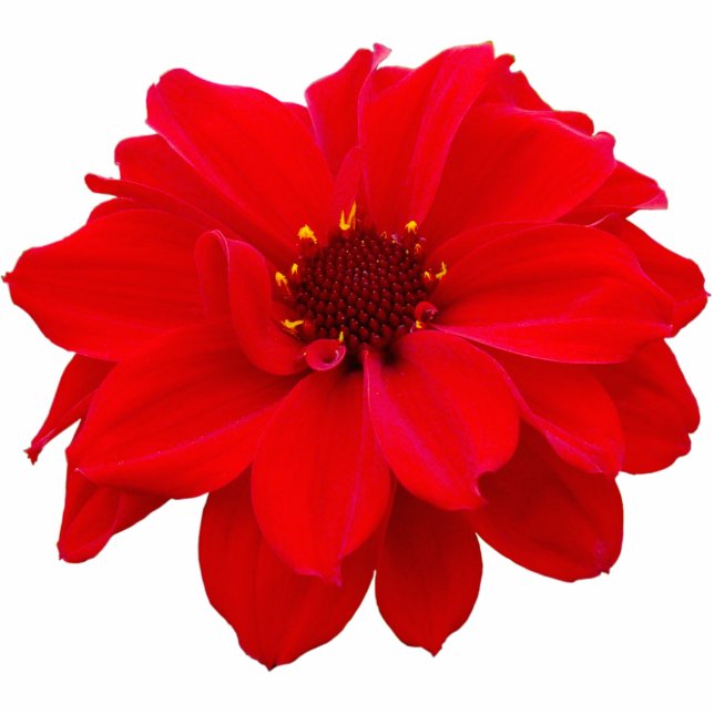 Dahlia - Bishop of Llandaff Statuette (Front)