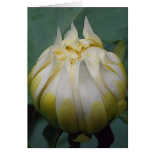 Dahlia Bloom (Front)