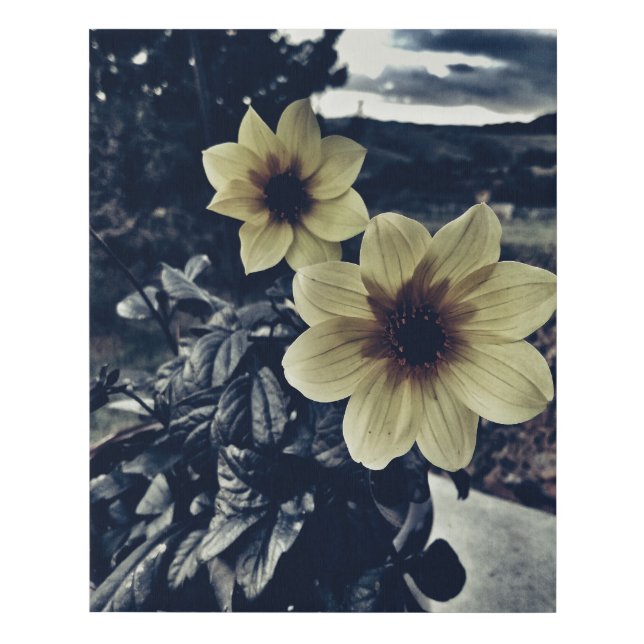 Dahlia Canvas Photograph (Front)