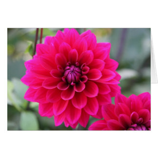 Dahlia Cards