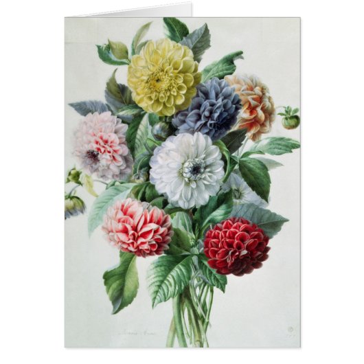 Dahlia Cards (Front)
