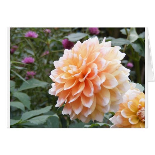 Dahlia Cards (Front Horizontal)