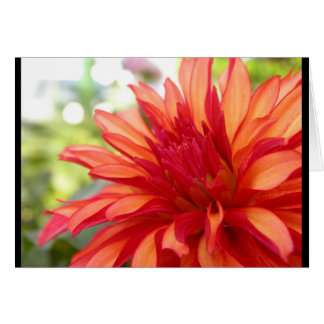 Dahlia Cards