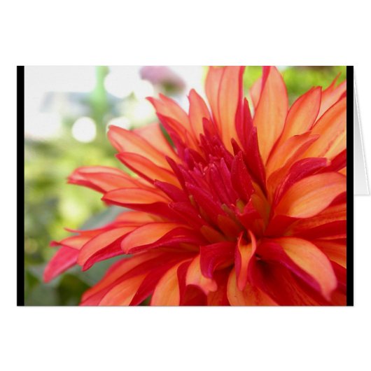 Dahlia Cards (Front Horizontal)