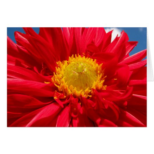 Dahlia Cards (Front Horizontal)