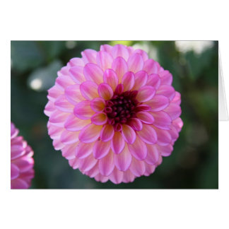 Dahlia Cards