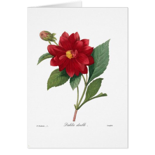 Dahlia Cards (Front)