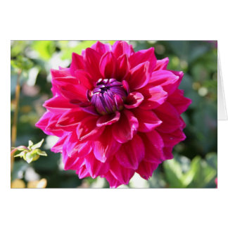 Dahlia Cards