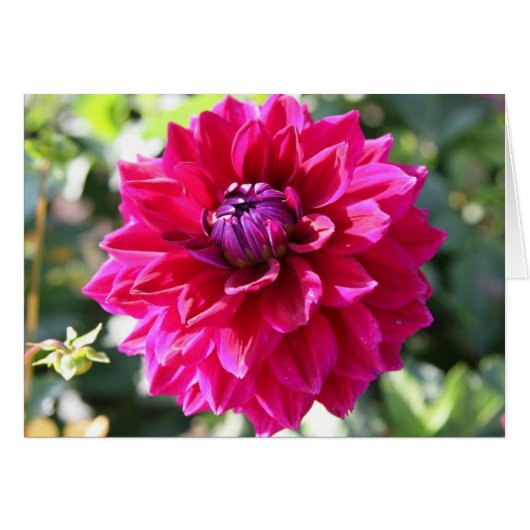 Dahlia Cards (Front Horizontal)