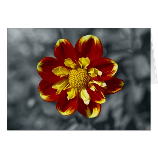 Dahlia Cards (Front Horizontal)