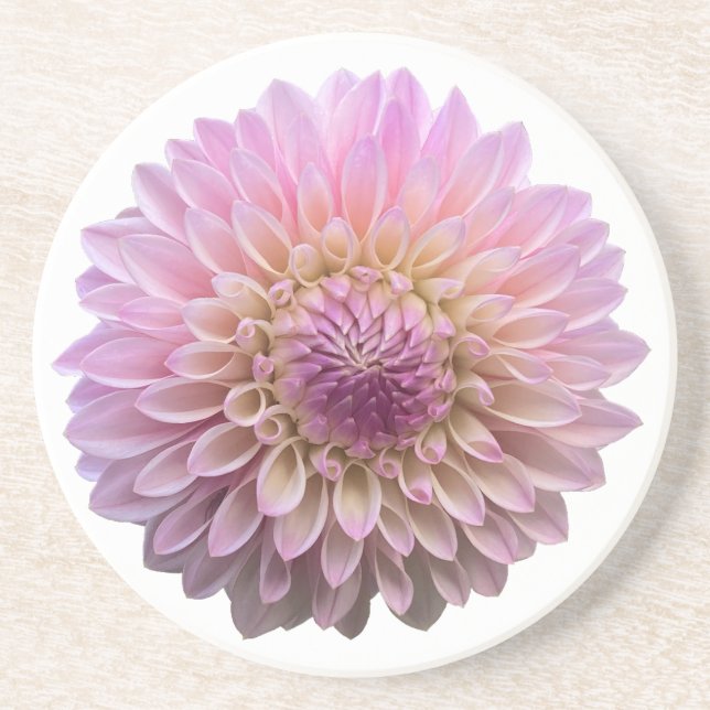 Dahlia Coralie, Pink Flower  Coaster (Front)