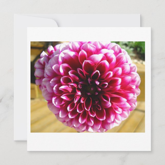 Dahlia Dahlia Dahlia Note Card (Front)