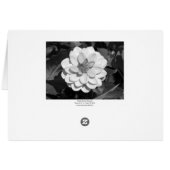 Dahlia 'David Howard' B&W (Back Horizontal)