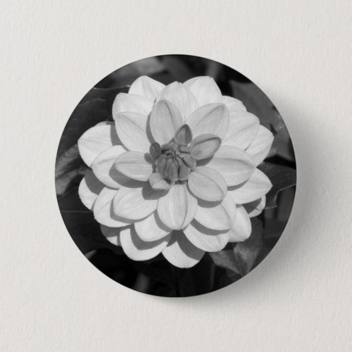 Dahlia David Howard BW Button