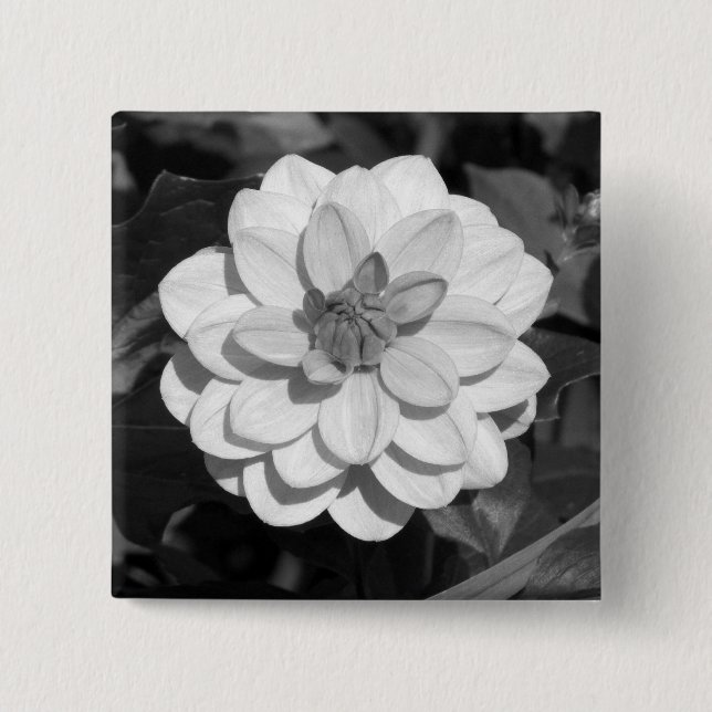 Dahlia 'David Howard'  B&W Pinback Button (Front)