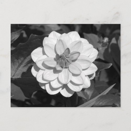 Dahlia David Howard BW Postcard