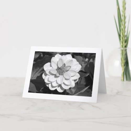 Dahlia David Howard bordered BW Card