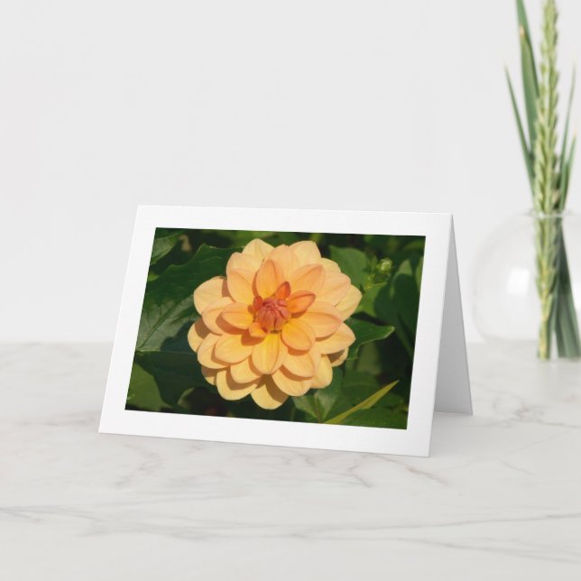 Dahlia 'David Howard' (bordered) Card (Front)